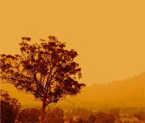 Smoke from bush fires affecting trees amid water restrictions in Australia.